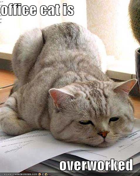 Overworked Office Kitty